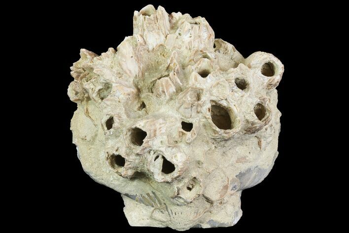 Fossil Pectin (Chesapecten) In Sandstone - Virginia #66395